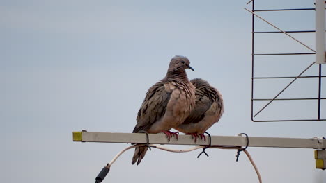 pigeons couple over antenna in cloudy day