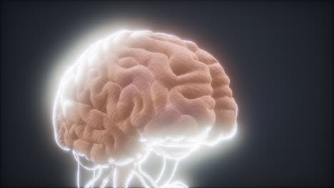 modelo animado del cerebro humano