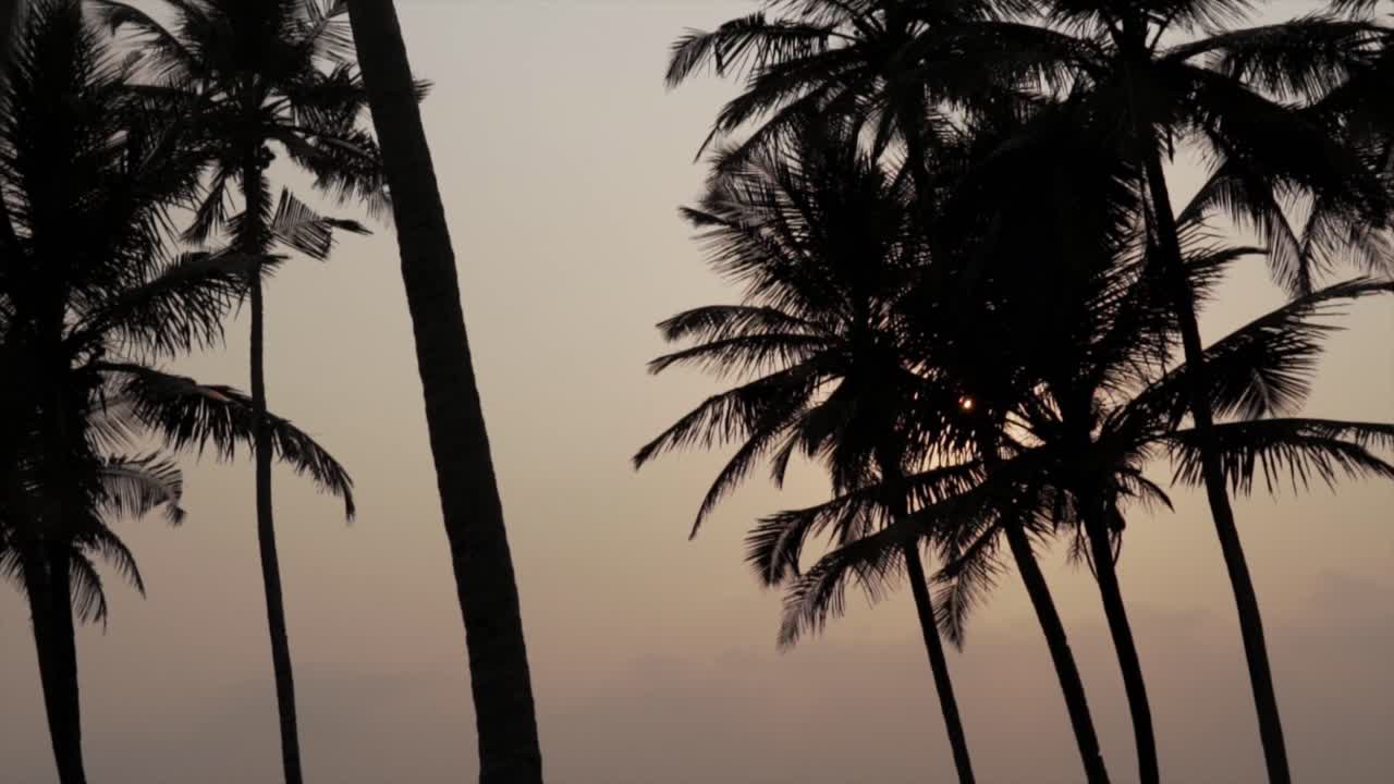 Silhouetted Palm Trees against sunset light in a Tropical Landscape
