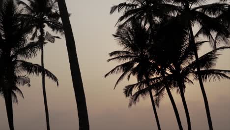 silhouetted palm trees against sunset light in a tropical landscape