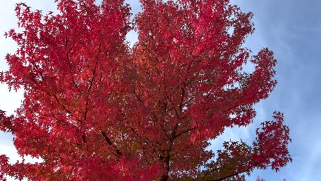 tilt up shot of red colored leaves of giant tree against blue sky in autumn