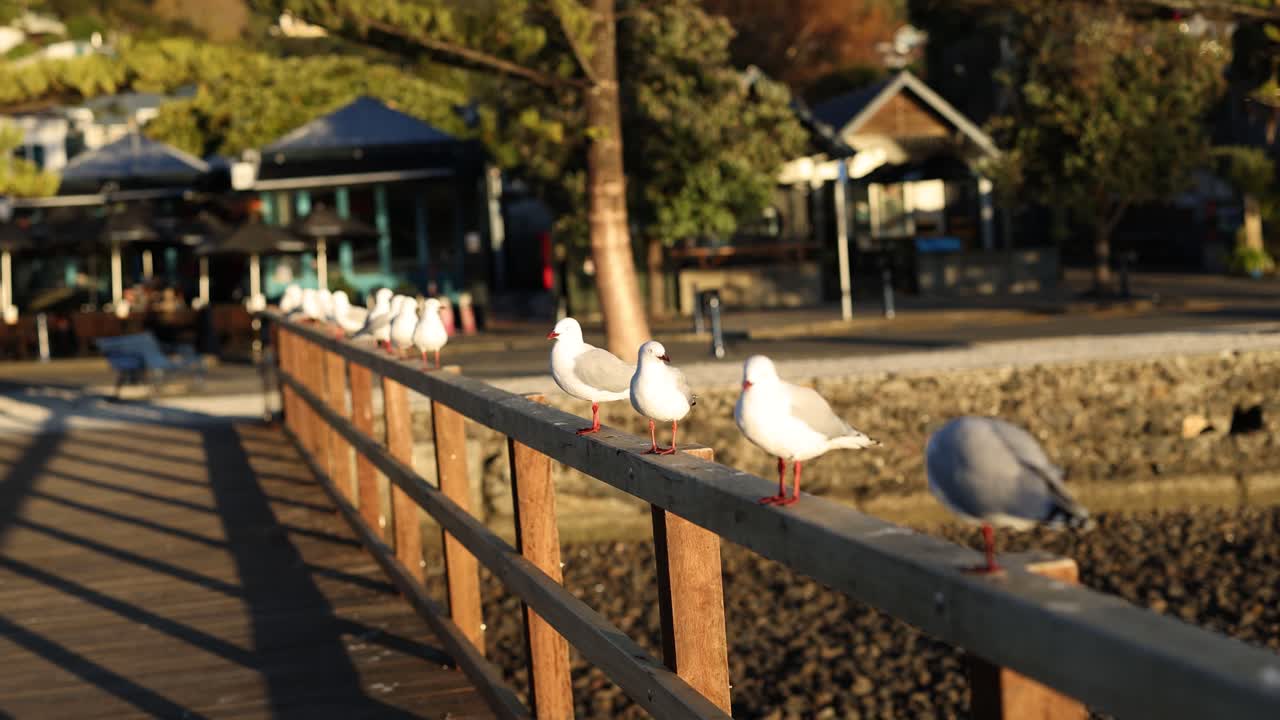 Seagulls rest on a pier fence during sunset, with warm lighting and a serene beach setting