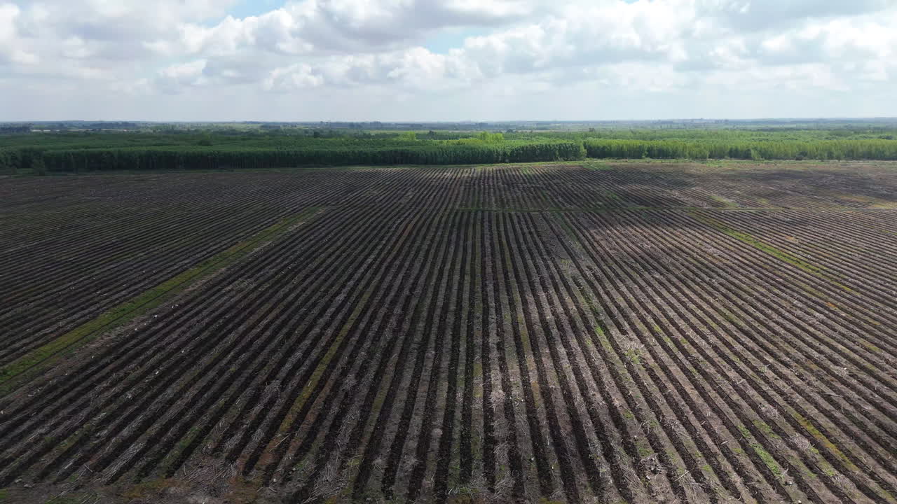 Expansive agricultural field with uniform rows after deforestation, aerial view