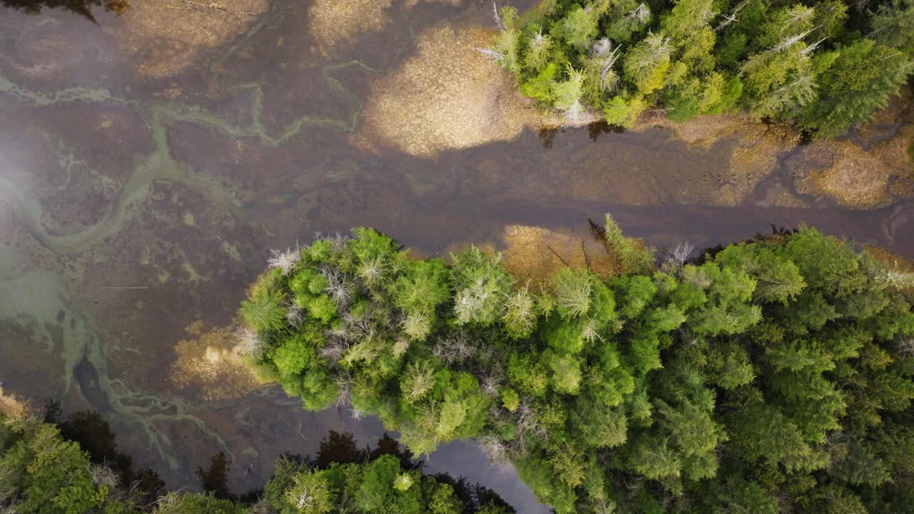 Lodaçais e árvores na costa do Pacífico Noroeste da Colúmbia Britânica, Canadá, onde a floresta encontra o mar