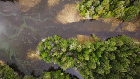 Marismas-Y-árboles-En-La-Costa-Noroeste-Del-Pacífico-De-La-Columbia-Británica,-Canadá,-Donde-El-Bosque-Se-Encuentra-Con-El-Mar