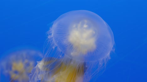 beautiful jellyfishes