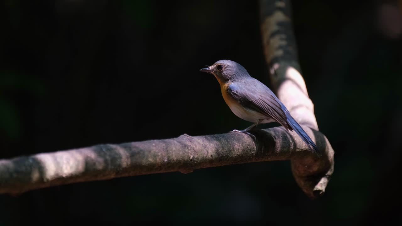 Facing towards the dark of the forest and suddenly turns its head to the left to show its face, Hill Blue Flycatcher Cyornis whitei, Thailand