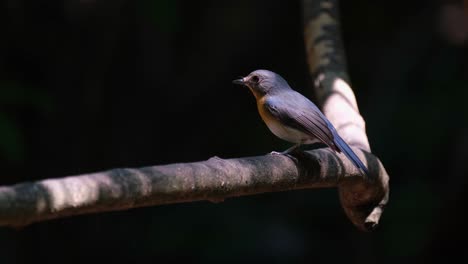 facing towards the dark of the forest and suddenly turns its head to the left to show its face, hill blue flycatcher cyornis whitei, thailand