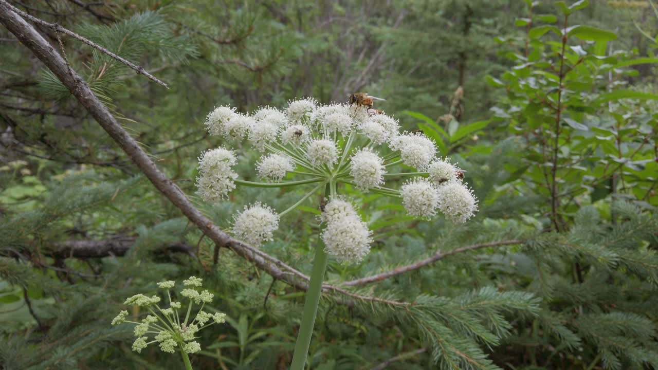 흰 꽃을 먹고 있는 벌들이 동그라미로 둘러싸인 로키산맥 카나나스키스 앨버타 캐나다에 접근했습니다.