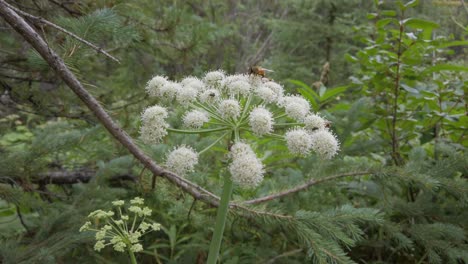 las abejas alimentándose de flores blancas se acercaron en un círculo rockies kananaskis alberta canada