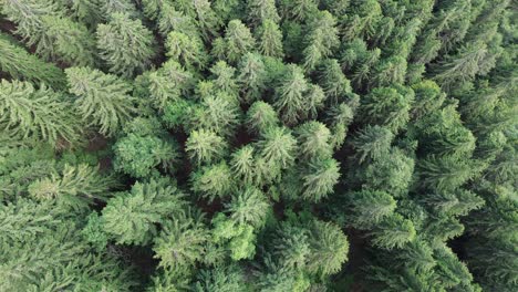 planting drone trees, a photo and magic footage and living free