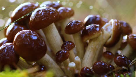 armillaria mushrooms of honey agaric in a sunny forest in the rain.