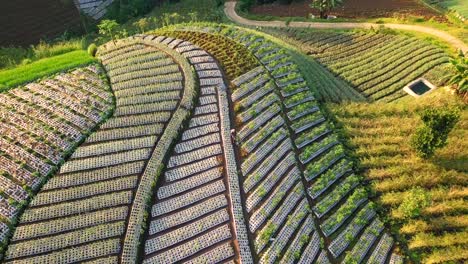 aerial view of a vegetable plantation on the slopes of mount sumbing, central java, indonesia