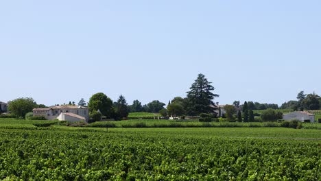 a scenic view of a vineyard