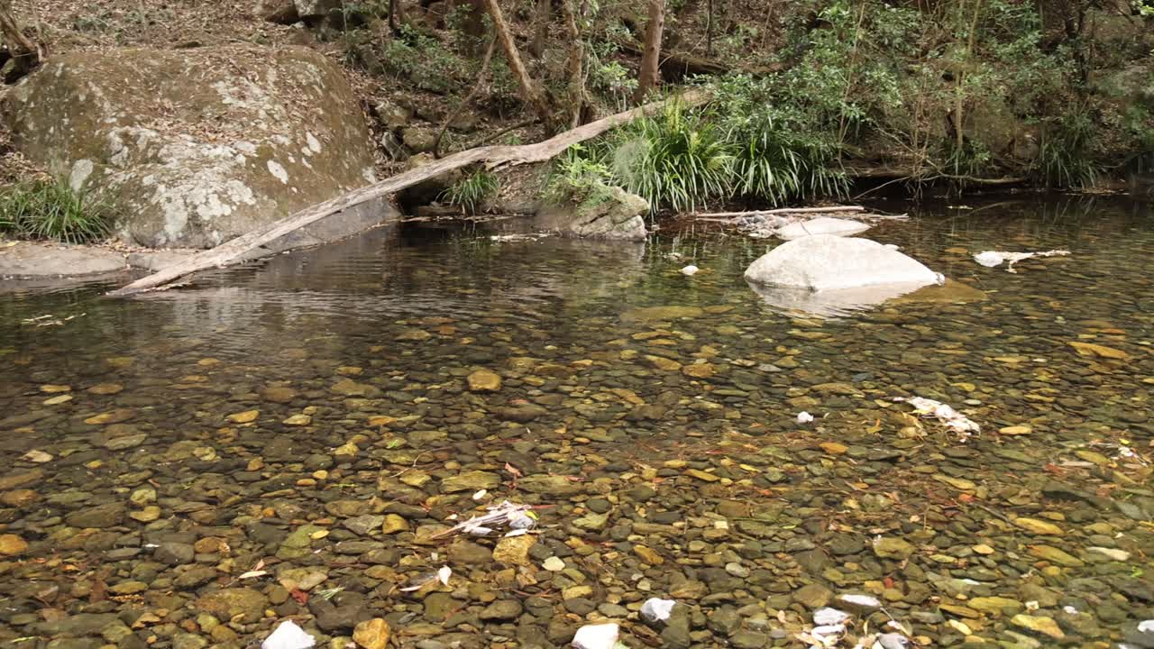 un arroyo sereno fluye a través de un paisaje forestal cambiante