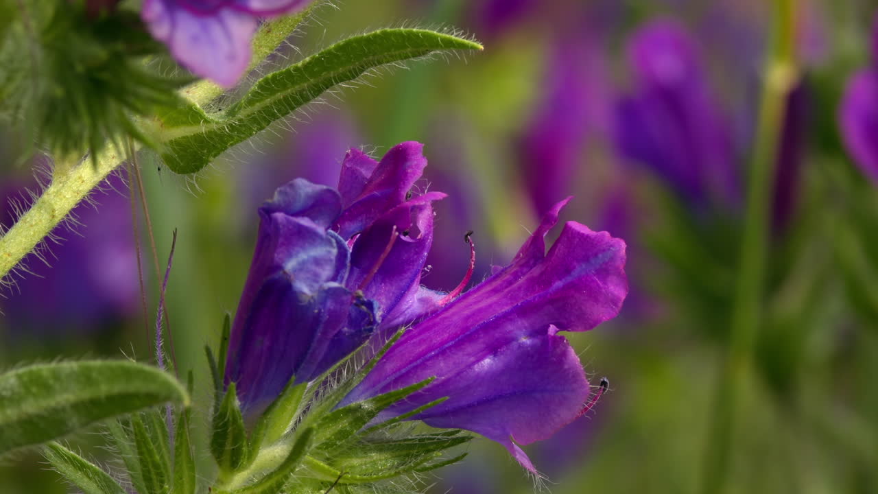 Honey bee (family Apidae) flying next to purple viper's bugloss flower (Echium plantagineum) in summer. Insect pollinator looking for nectar.