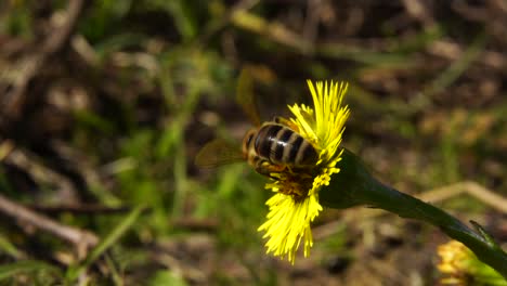 Bee-collecting-nectar-on-yellow-flower-in-spring,-closeup-macro-insect