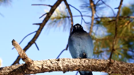 slow motion close up of a gorgeous steller's jay bird sitting on a branch curiously looking at the camera and shaking it's feathers located in gorgeous bryce canyon, utah