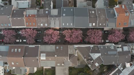 Drone---Aerial-top-shot-of-the-Cherry-Blossom-in-the-city-Bonn-Kirschbluete-in-der-Heerstraße-Breitestraße-Bonn-Tourism-30p