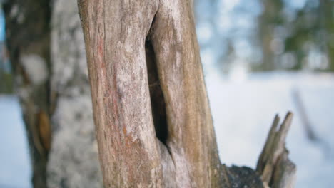 slow pan of thin dry old tree trunk with hole in it, shallow dof