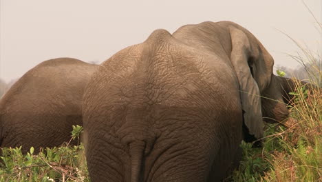 two-male-African-elephants-feeding-on-reed-and-grass-while-standing-knee-deep-in-water,-watermarks-on-bodies-indicate-that-they-have-been-deeper-into-water-before,-medium-shot