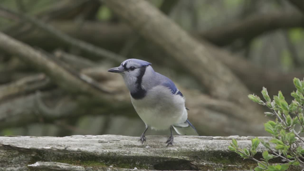 retrato de un arrendajo azul encaramado, pájaro cantor en el hábitat natural canadiense