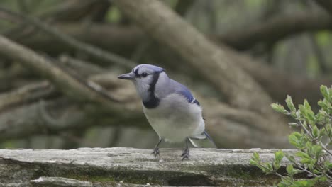 Portrait-Of-A-Perched-Blue-Jay,-Song-Bird-In-Natural-Canadian-Habitat