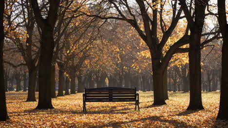 empty park bench in autumn foliage