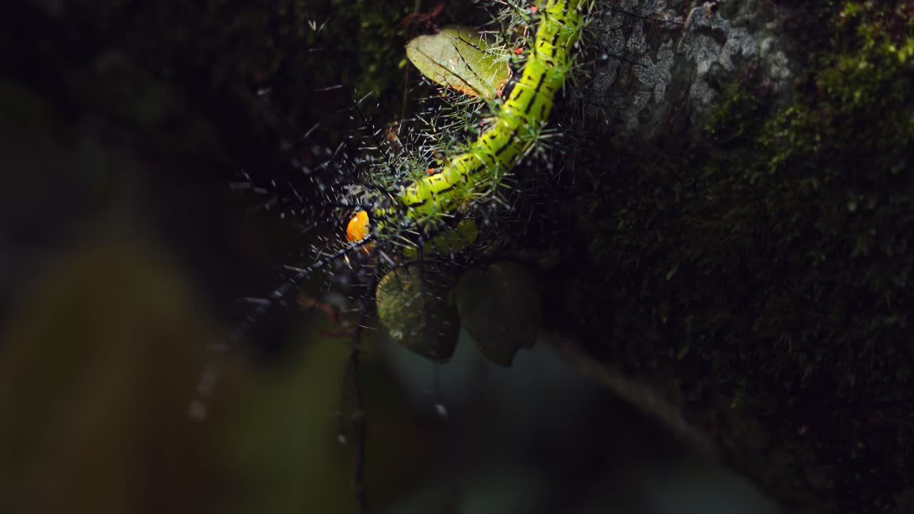Spiny jungle crawler: a Saturniidae moth caterpillar maneuvers through Peru’s rainforest undergrowth.