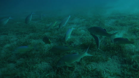 Grupo-De-Peces-Gato-Escolarizados-En-El-Arrecife-De-Coral-Del-Mar-Rojo-De-Egipto