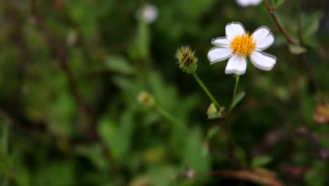 Un-Video-En-Cámara-Lenta-De-Una-Flor-Blanca-Bailando-Con-El-Viento