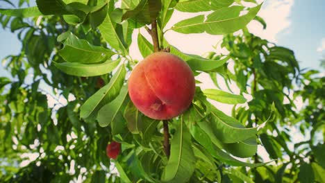 big juicy peach on the tree. fabulous orchard. magical sunlight. fruits ripen in the sun.