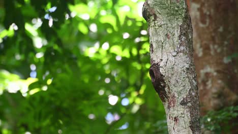 Collared Owlet, Taenioptynx brodiei, Kaeng Krachan National Park, Thailand