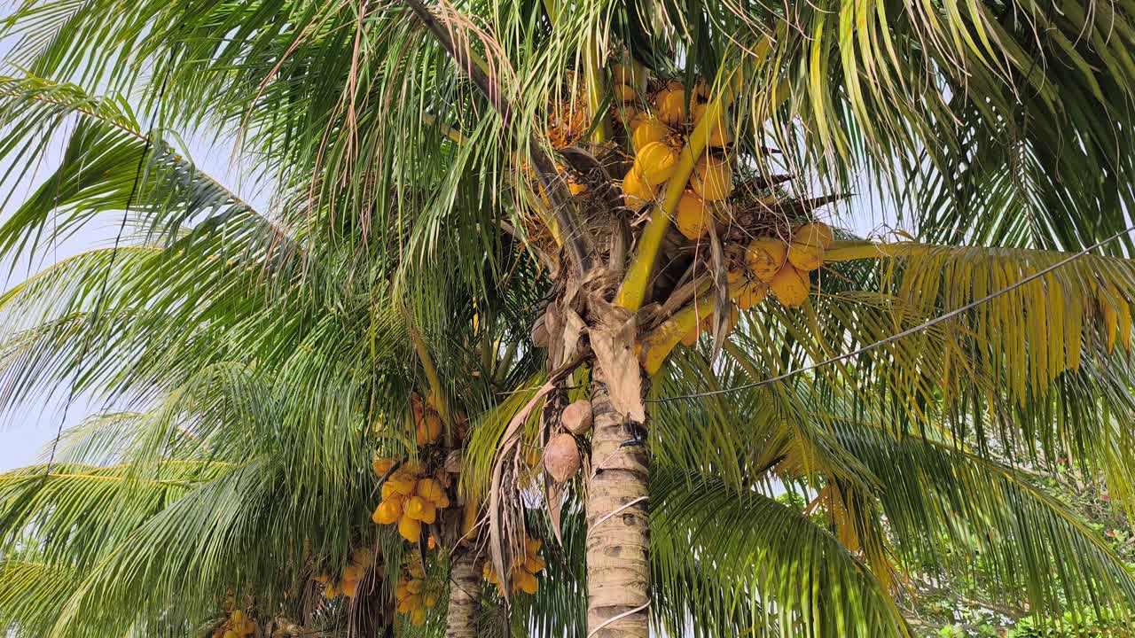 A Yellow Coconut (Kelapa Gading or Cocos nucifera) is featured on the palm. Its golden-yellow husk makes it a popular choice for both ornamental planting and fresh fruit harvesting