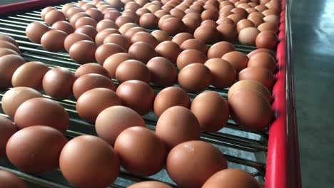 factory chicken egg production red chickens are seated in special cages linear perspective factory chicken egg production red chickens are seated in special cages linear perspective agribusiness company