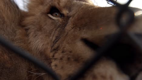 lion borthers playful closeup wildlife reserve fogging lens up with breathe