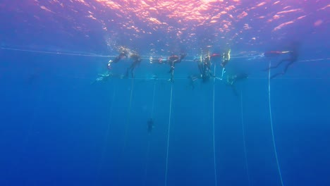 freedivers with ropes in the red sea in dahab, egypt