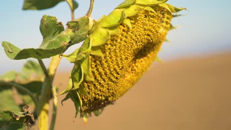 flor de sol de cerca en otoño en cámara lenta