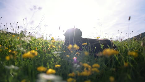 dog laying in a field full of yellow flowers trying to catch some flies