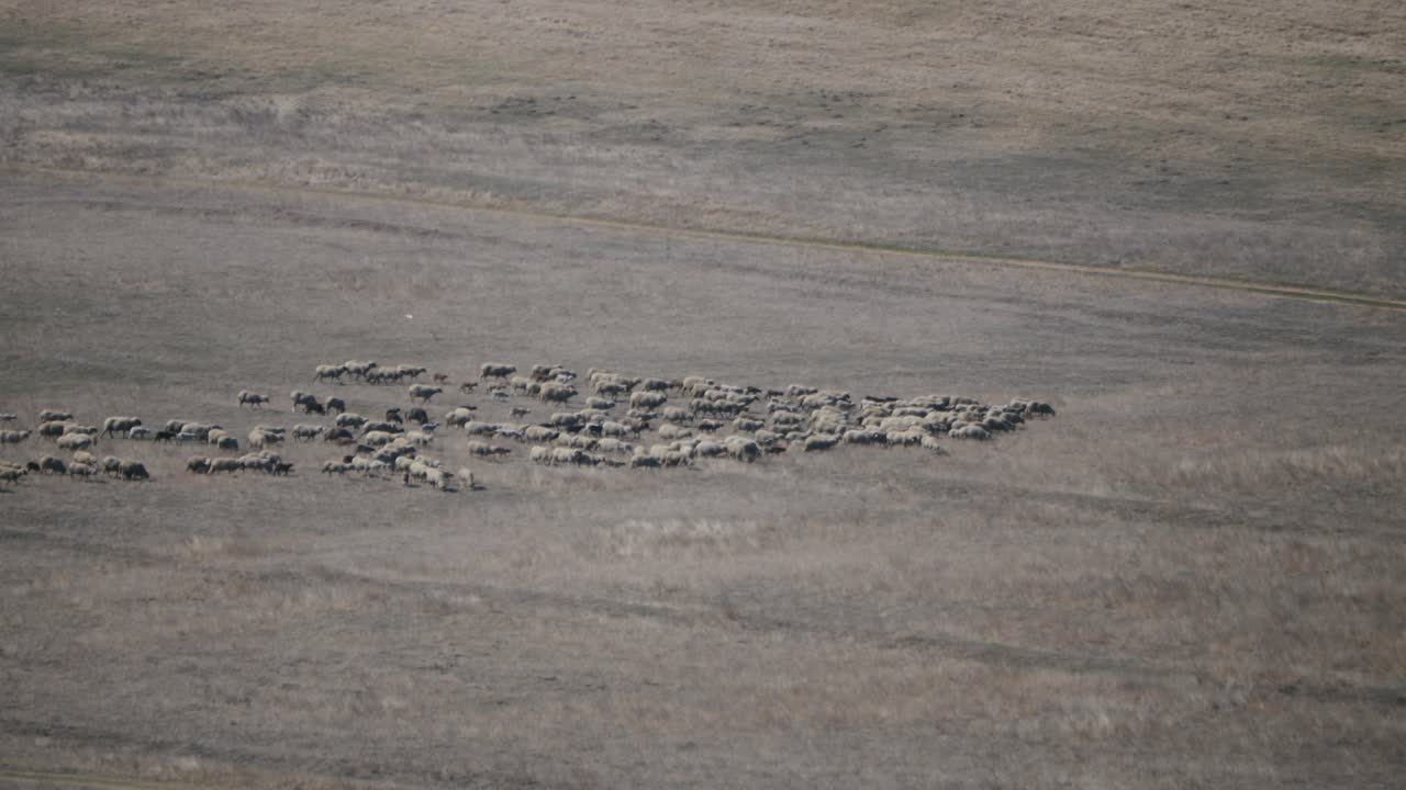루마니아 도브루자 지역의 탁 트인 들판에서 멀리 있는 양 떼의 망원