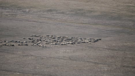 telephoto view of a flock of sheep in the distance in the open fields of dobrudja region, romania