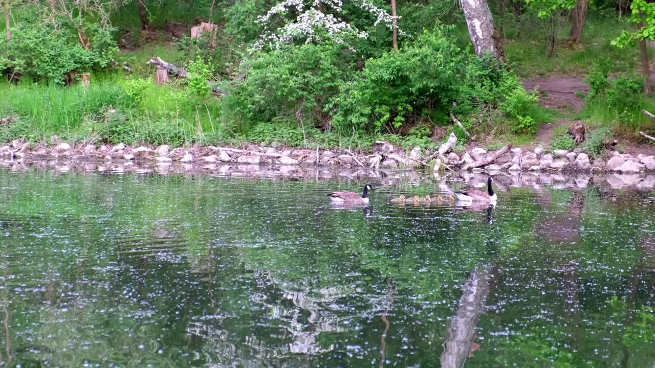Goose parents with their five goslings in between them swimming on a lake from left to right