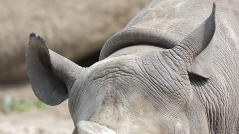 tunning-Close-Up-of-a-Rhinoceros-Head-Revealing-Intricate-Details