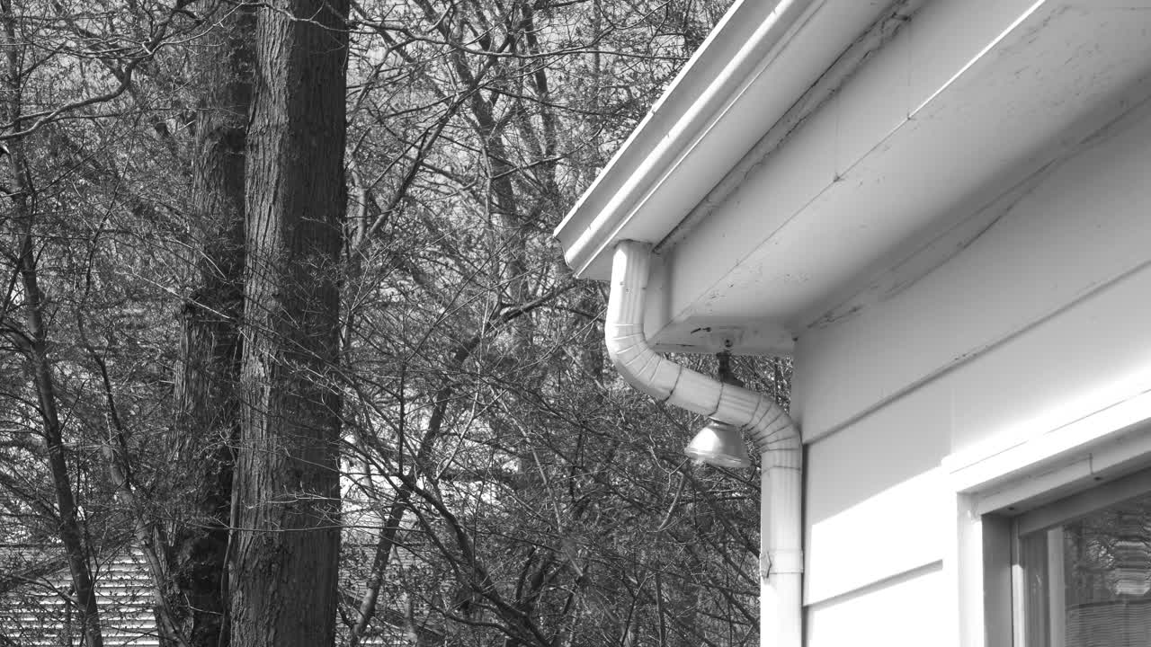 Oak trees in a backyard, featured in black and white