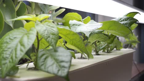 hydroponic growing of carolina reaper chili home in apartment with homemade setup-2