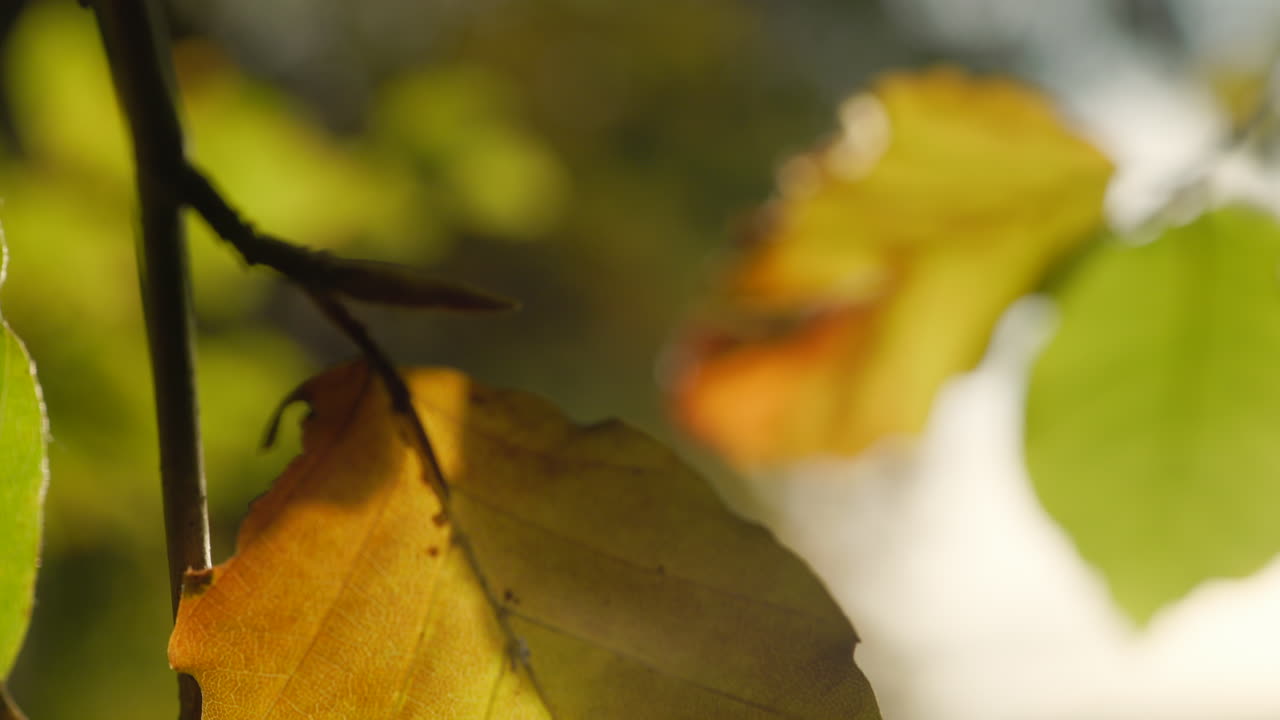 Kauniit ruskanlehdet, tarkennus siirtyy etualalta taustalle.