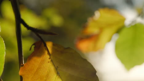 Hermosas-Hojas-De-Otoño-Con-Cambio-De-Enfoque-Del-Primer-Plano-Al-Fondo