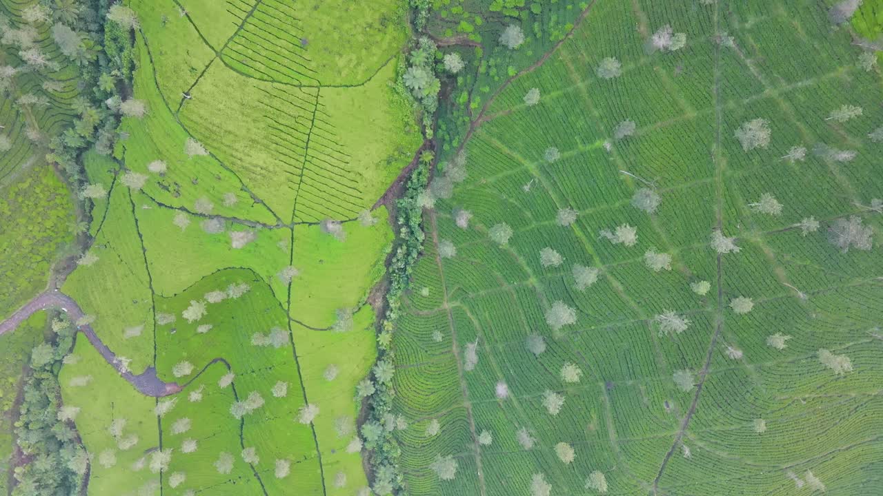 vista desde arriba de la plantación de té verde en la mañana brumosa