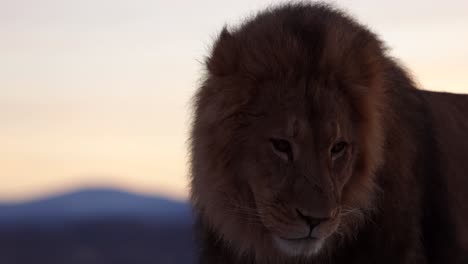 León-Se-Lame-Los-Labios-Y-Gira-La-Cabeza-Hacia-El-Sol-Naciente.