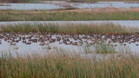 garganey, spatula querquedula, gathered together as one big flock in between patches of grass on a body of water, in slow motion